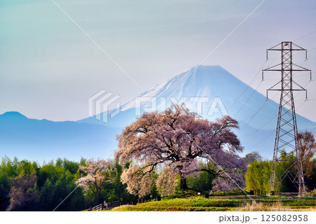 樹齢330年 わに塚の一本桜と富士山 樹齢330年 わに塚の一本桜と富士山 125082958