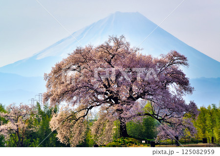 樹齢330年 わに塚の一本桜と富士山 樹齢330年 わに塚の一本桜と富士山 125082959