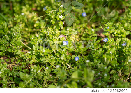 地に咲くオオイヌノフグリの花 地に咲くオオイヌノフグリの花 125082962