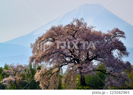 樹齢330年 わに塚の一本桜と富士山 樹齢330年 わに塚の一本桜と富士山 125082965