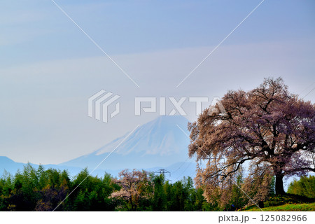 樹齢330年 わに塚の一本桜と富士山 樹齢330年 わに塚の一本桜と富士山 125082966
