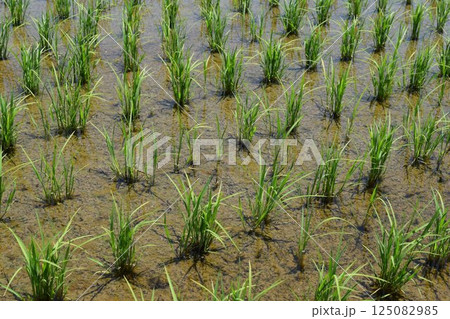 田植え3週間後の水田 125082985