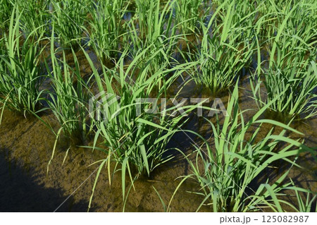 田植え3週間後の水田 田植え3週間後の水田 125082987