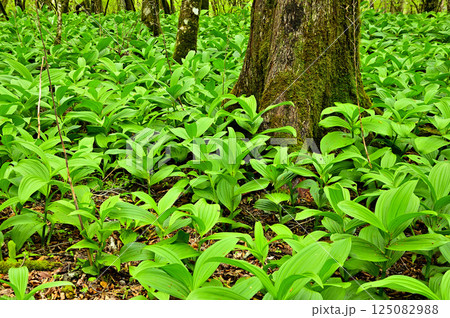 丹沢の甲相国境尾根　バイケイソウの若葉生い茂る大岩山頂 125082988