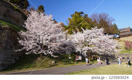 春の信州上田城公園 125083024