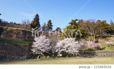 春の信州上田城公園 125083028
