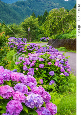 梅雨の晴れ間に咲くカラフルな紫陽花【丸山千枚田・三重県熊野市】 125083048
