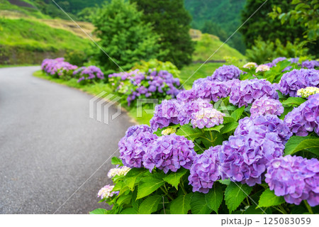 梅雨の晴れ間に咲くカラフルな紫陽花【丸山千枚田・三重県熊野市】 125083059