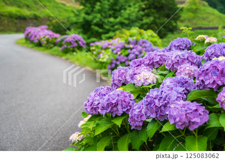 梅雨の晴れ間に咲くカラフルな紫陽花【丸山千枚田・三重県熊野市】 梅雨の晴れ間に咲くカラフルな紫陽花【丸山千枚田・三重県熊野市】 125083062