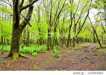 丹沢の甲相国境尾根　鉄砲木ノ頭の新緑の森を歩く尾根道 125083081