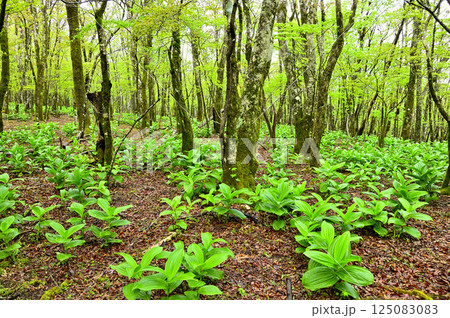 丹沢の鉄砲木ノ頭の森 バイケイソウの若葉生い茂る 丹沢の鉄砲木ノ頭の森 バイケイソウの若葉生い茂る 125083083