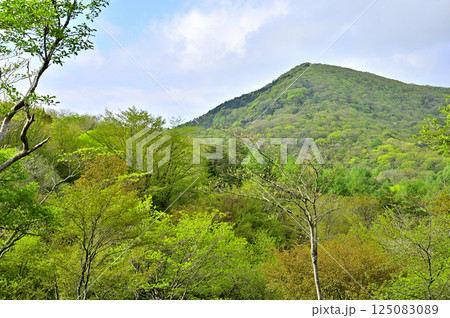 丹沢　新緑の甲相国境尾根　高指山より大岩を望む 125083089