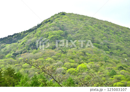 丹沢の高指山より　新緑の大岩を望む 125083107
