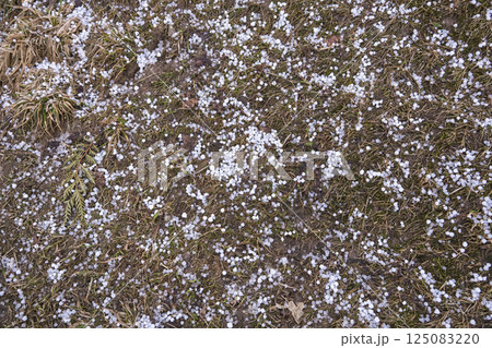Hail on the grass after a catastrophic hailstorm Hail on the grass after a catastrophic hailstorm 125083220