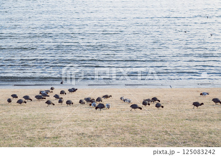 河川敷のオオバンとカモ 河川敷のオオバンとカモ 125083242