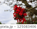 八重山、デイゴの花2 125083406