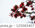 八重山、デイゴの花 125083407