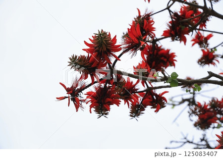 八重山、デイゴの花 八重山、デイゴの花 125083407