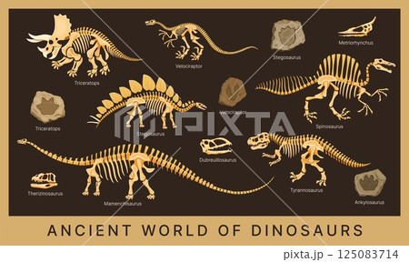 Dino museum poster with dinosaur fossils, skeletons and bones, prehistoric animal skulls and footprint stones. Vector triceratops, tyrannosaurus, velociraptor and stegosaurus dinosaur fossils 125083714