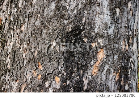 Tree trunk in a forest 125083780