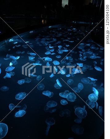 カラフルなクラゲ 水族館 カラフルなクラゲ 水族館 125084100