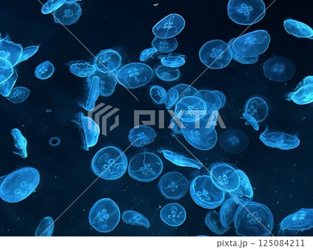 カラフルなクラゲ　水族館 125084211