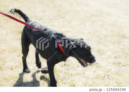犬を散歩する女性 犬を散歩する女性 125084299