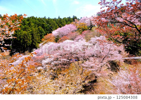 吉野山の桜 吉野山の桜 125084308