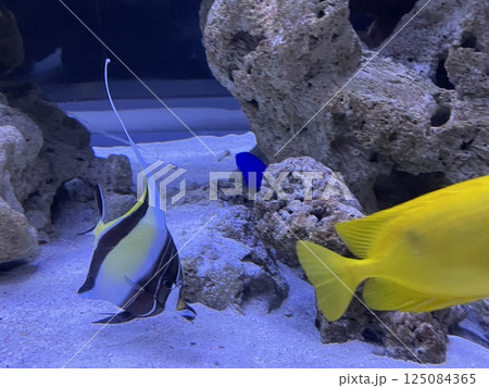 エンゼルフィッシュ　熱帯魚　水族館 125084365