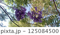 薄紫色のジャカランダの花が咲く　メキシコより 125084500