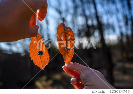 ,落葉の顔 125084746