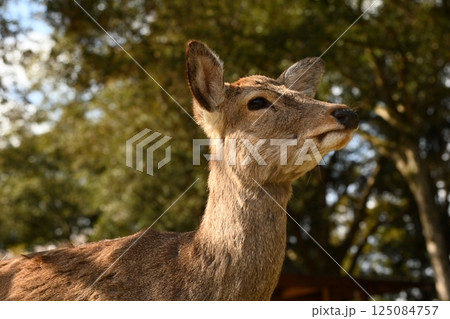 空を見上げる鹿 空を見上げる鹿 125084757