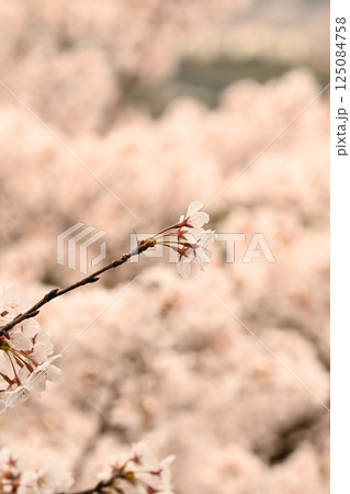 長く伸びた一本の桜の枝 長く伸びた一本の桜の枝 125084758