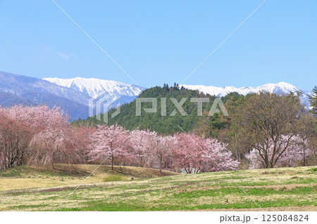 桜咲く春の安曇野 125084824