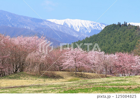 桜咲く春の安曇野 125084825