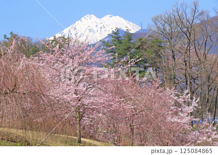 桜咲く春の安曇野 125084865