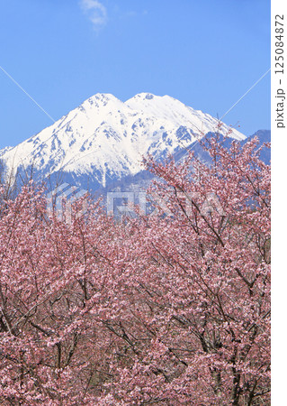 桜咲く春の安曇野 125084872