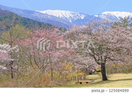 桜咲く春の安曇野 125084899