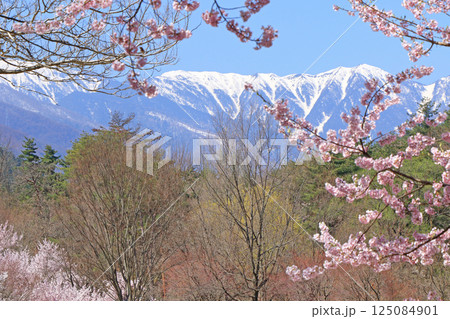 桜咲く春の安曇野 125084901