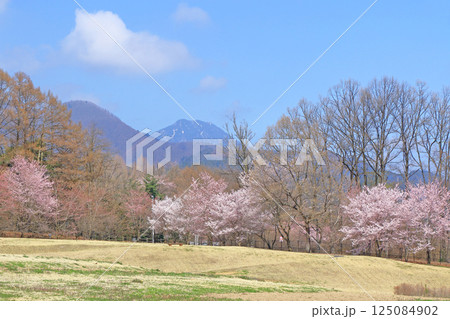 桜咲く春の安曇野 125084902
