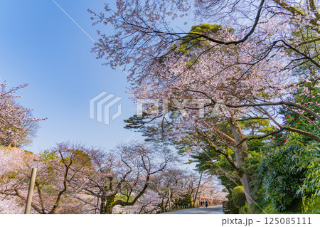 （石川県）金沢城公園　お堀通りの桜 125085111