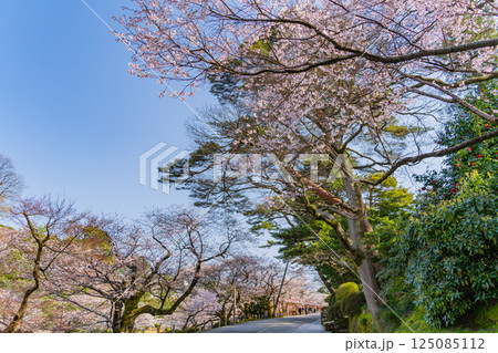 (石川県)金沢城公園 お堀通りの桜 (石川県)金沢城公園 お堀通りの桜 125085112