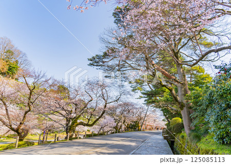 (石川県)金沢城公園 お堀通りの桜 (石川県)金沢城公園 お堀通りの桜 125085113