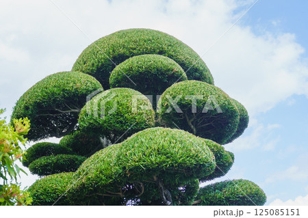 きれいに剪定された庭木 きれいに剪定された庭木 125085151