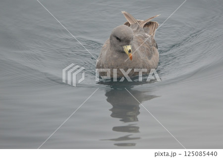 フルマカモメ(羅臼港 沖合/北海道目梨郡羅臼町) フルマカモメ(羅臼港 沖合/北海道目梨郡羅臼町) 125085440
