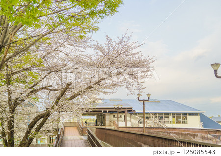 【千葉県】JR外房線・鎌取駅 春の桜と南口外観 【千葉県】JR外房線・鎌取駅 春の桜と南口外観 125085543