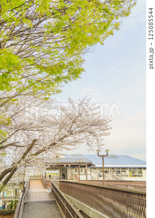 【千葉県】JR外房線・鎌取駅　春の桜と南口外観 125085544