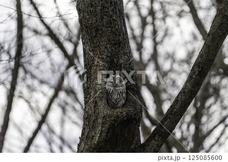 木の洞から出て来たフクロウ 木の洞から出て来たフクロウ 125085600