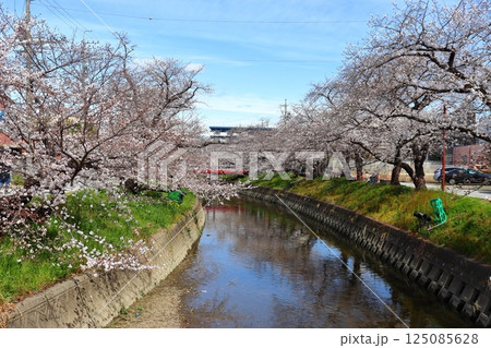 愛知県 五条川の桜まつり(5分咲き) 愛知県 五条川の桜まつり(5分咲き) 125085628