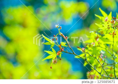 モミジの若葉と可憐な花 モミジの若葉と可憐な花 125085671